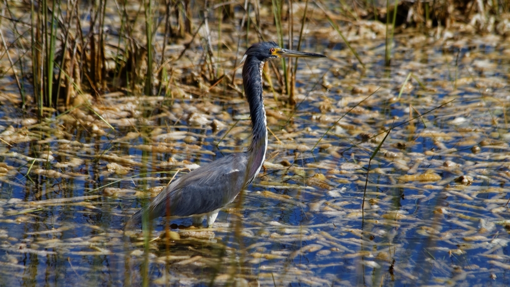 02 - Everglade NP (40).jpg